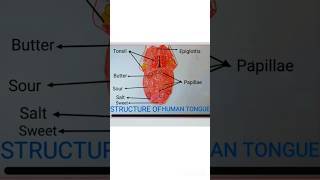 Structure of Human tongue 👅 full name colour full diagram ✨ [upl. by Bev818]