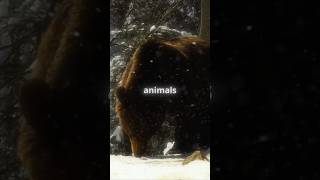 Why Do Animals Hibernate 🐻  animals sciencescopes shorts [upl. by Gayler]