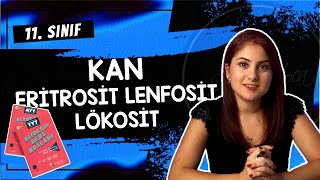 20 KAN ERİTROSİT LENFOSİT LÖKOSİT  DOLAŞIM SİSTEMİ 4  11 SINIF  AYT BİYOLOJİ DERS NOTLARI 2024 [upl. by Eirak201]