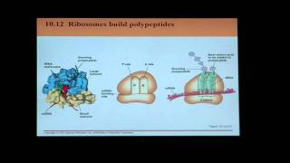 Biology Help BIO 123 Chapter 10 Part 1 Transcription and Translation [upl. by Zins405]