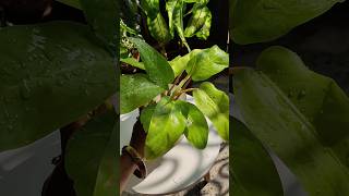 Philodendron ceylon gold propagation 😍🌱😍 shorts viralshorts ytshorts philodendron [upl. by Uni376]