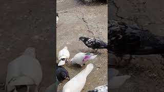 Highflyers pigeonstatus kabootarbazilovers shortvideo subscribemychannel [upl. by Nonnair]