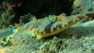 Le poisson crocodile un as du camouflage Papilloculiceps longiceps [upl. by Anilatac725]