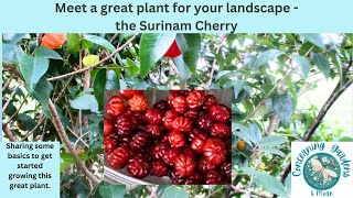 Meet the Surinam Cherry tree great edible and more Growing and care tips and basics [upl. by Currie790]