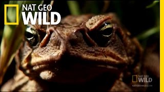 Venomous Cane Toads  Nat Geo Wild [upl. by Quent]