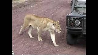 Wild Wild Africa Face to Face with Lioness wait till the end [upl. by Nolos]