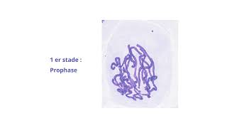 La Cellule En Mitose Du Cycle Cellulaire  Stades De La Division Et Information Génétique [upl. by Drareg360]