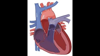 Circulatory System for kids  prank for my class [upl. by Notyal113]