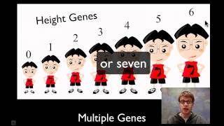 Chromosomal Genetics [upl. by Inhsor]