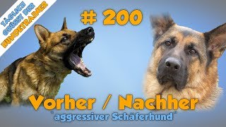 Training mit Aggressivem Schäferhund  Der absolute Vorher  Nachher Vergleich✅  TGH 200 [upl. by Anayi997]