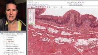 Connective tissue amp integument 4 CT histology [upl. by Tloc]