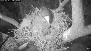 KNF Bald Eagle Cam 09022022 0616 [upl. by Breana]