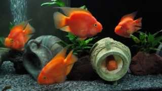 cichlasoma red parrot cichlid and tylomelania [upl. by Rolfe]