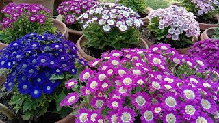 How to grow and care Cineraria flowering plant इन खूबसूरत फूलों को कब और किस मौसम में लगाएं [upl. by Asial]