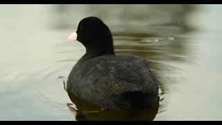 Coot feet fulica atra Blesshuhn Blässhuhn Füße Meerkoet Sothöna [upl. by Leighland441]