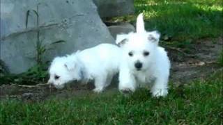 Westie Puppies Playing 2 [upl. by Fidel788]