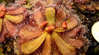 Drosera hamiltonii  Sundew Carnivorous Plant [upl. by Sprage]