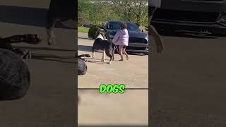 4 Dogs Protecting Owners Son 😱 shorts dog [upl. by Reffotsirk]