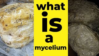 what is a mycelium  माइसलियम क्या होती है mycology [upl. by Anihtyc]