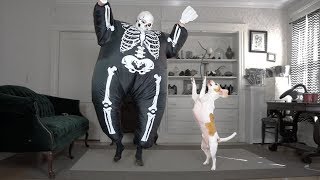 Dog Dances wSkeleton Chub Suit Man Funny Dog Maymo [upl. by Pyotr948]