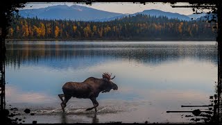 The Last Fiordland Moose 🇳🇿 Legend of the New Zealand Wilderness [upl. by Assirroc]