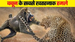 बबून का हमला इतना खतरनाक क्यों होता है  Most Dangerous Baboon Attacks [upl. by Notsla]