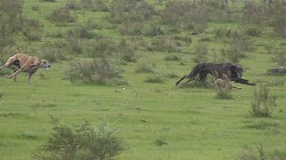 Galgos y Liebres 2023 [upl. by Liva655]