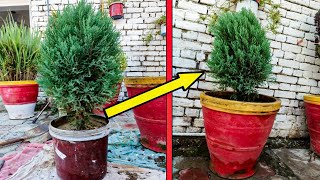 How to Repot a Thuja Plant  Simple Steps for a Healthier Growth [upl. by Onilegna]