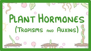 Plant Hormones  Tropisms amp Auxins 52 [upl. by Schramke512]