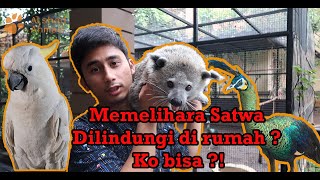 MEMELIHARA SATWA DILINDUNGI DIRUMAH  KOK BISA  Binturong Jawa Kakatua Merak Jawa [upl. by Ahpla]