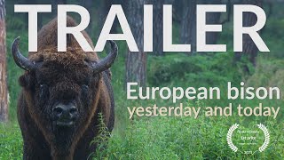 EUROPEAN BISON Bison bonasus YESTERDAY AND TODAY  TRAILER [upl. by Yeslehc74]