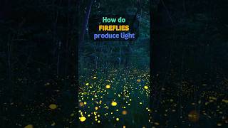 How do fireflies produce light shortsfeed facts firefly [upl. by Lusty]