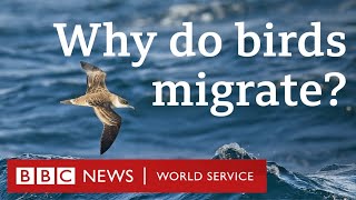 How birds travel thousands of miles every year  CrowdScience BBC World Service Podcast [upl. by Nancey80]