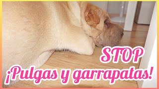 REMEDIO CASERO CONTRA PULGAS Y GARRAPATAS PARA PERROS DELIA GARCIA TV [upl. by Dihahs]