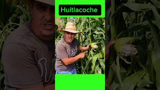 quot¿Conoces el Oro Negro del Maíz ¡Descubre el Huitlacochequot 🌽🍄 plantas huerto jardin rancho [upl. by Lenni]