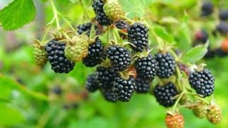 How to Grow Blackberries  Complete Growing Guide [upl. by Stefano]