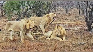 4 Monwana Male Lions Together today  8 November 2024 [upl. by Gavriella]