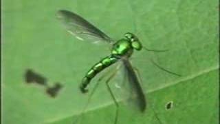 Green Fly Diptera Dolichopodidae [upl. by Philo]