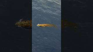 Blainesville Beaked whale moving fast on the way for a deep dive whale beakedwhale kona Hawaii [upl. by Greenebaum479]