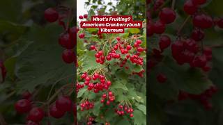 What’s Fruiting with Native Plant Fran It’s American Cranberrybush Viburnum Viburnum trilobum [upl. by Wolfort]