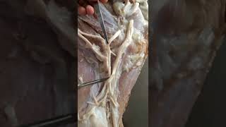 Arteries of forelimb of Ox [upl. by Annahahs]