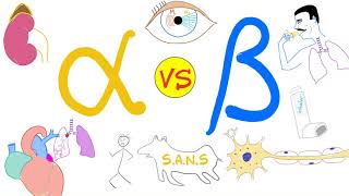 Alpha vs Beta Adrenergic Receptors  Autonomic Nervous System  Physiology and Pharmacology [upl. by Ilyk]