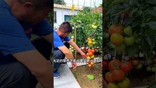 Cake fertilizer is easy to use MySmallVegetableGardenFollow me to learn how to grow vegetabes [upl. by Eyaf]