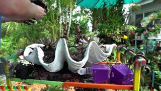 GIANT SUCCULENT CLAM SHELL PLANTER  TROPICAL PLANT PARTY [upl. by Finnigan]