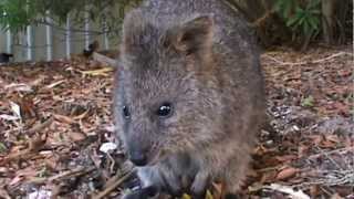 The Incredibly cute camera sniffing Quokkas from Rottnest Island [upl. by Grani]