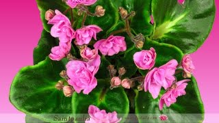 Timelapse of Growing and Opening Pink Saintpaulia [upl. by Godfrey]