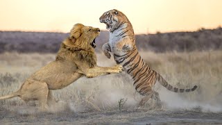 Lion VS Tiger  Who will win in a fight [upl. by Queridas]