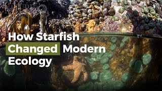 How Starfish Changed Modern Ecology [upl. by Jenny169]