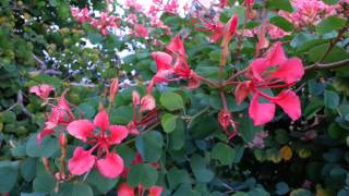 Bauhinia galpinii  Red Orchid Tree HD 01 [upl. by Tnattirb]