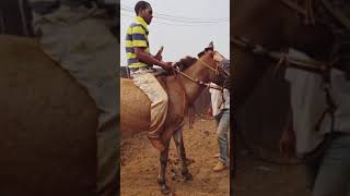 Horse fun funnyvideos trending trendingfunny பேபி வீடியோbaby father funny ED Rock [upl. by Upshaw]